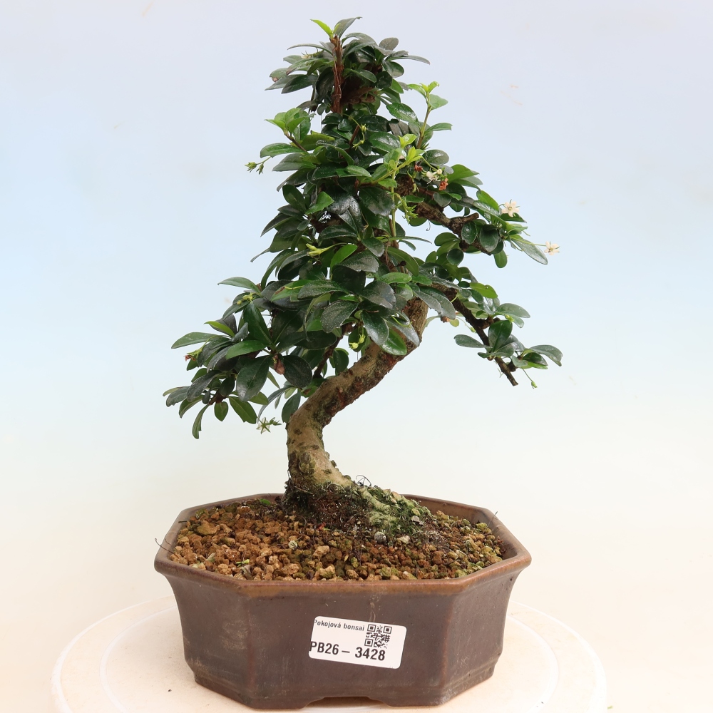 Izbové bonsaje - Carmona macrophylla - Tea fuki