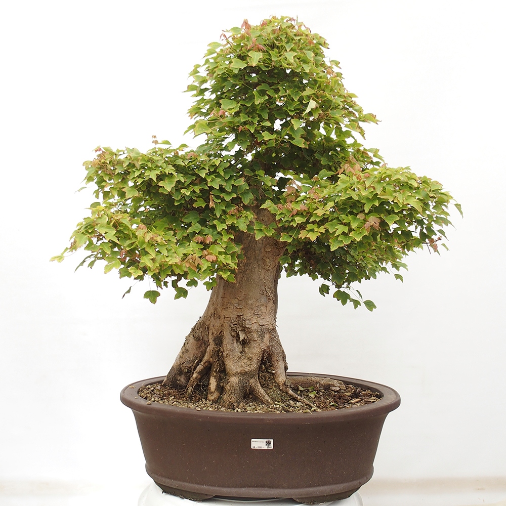 Vonkajšie bonsai - Javor Buergerianum - Javor Burgerův