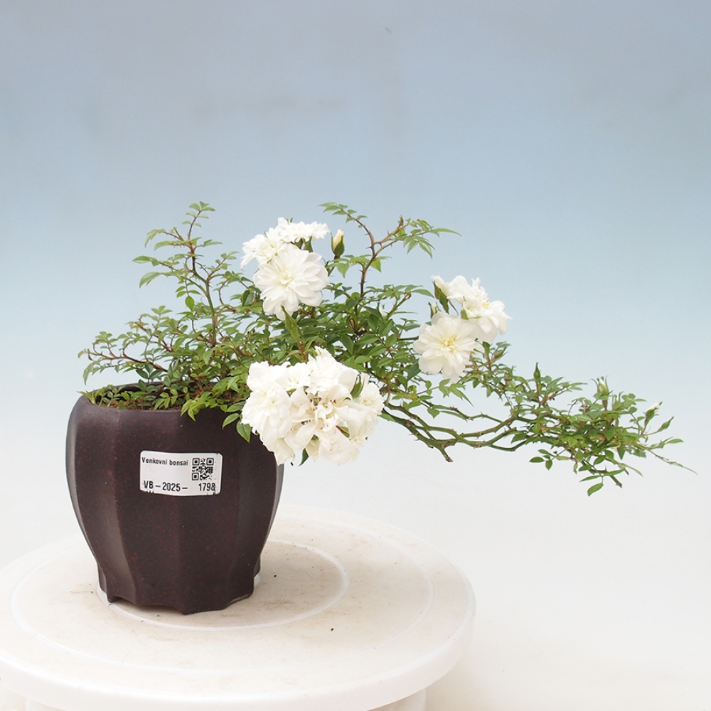 Vonkajší bonsai - Rosa Sea Foam - ruža