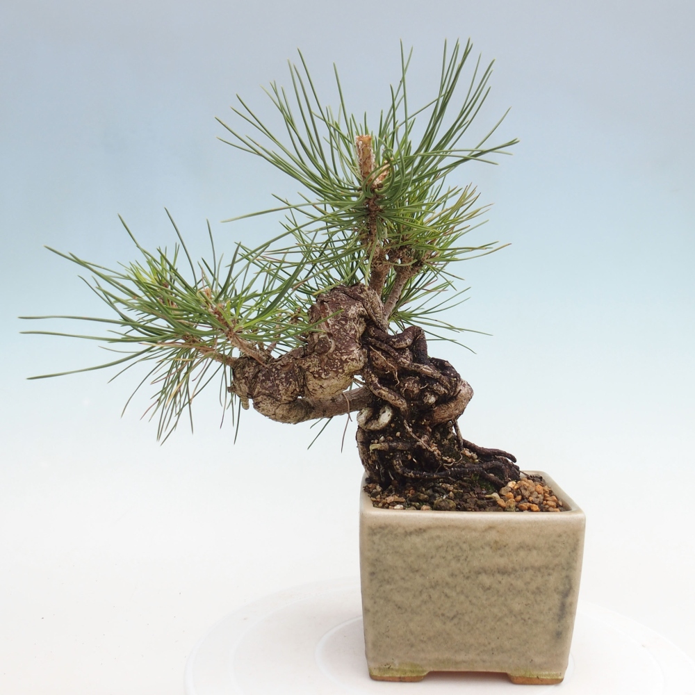 Vonkajší bonsai - Pinus thunbergii - Borovica thunbergova