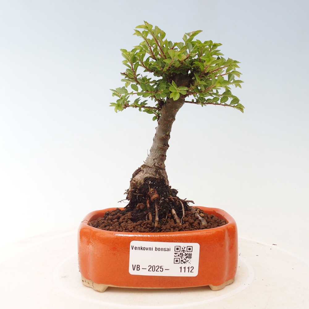 Vonkajší bonsai - Ulmus parvifolia Sagei - Malolistý brest