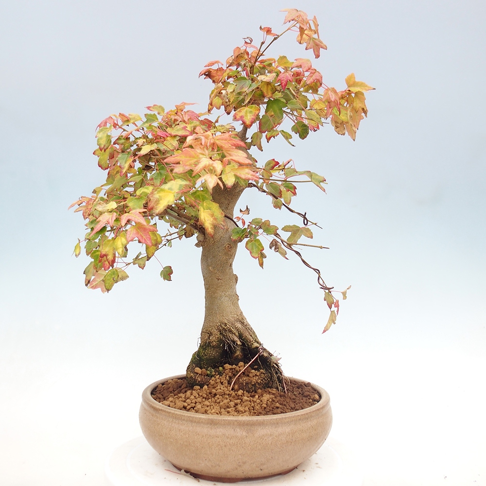 Vonkajšie bonsai - Javor Buergerianum - Javor Burgerův