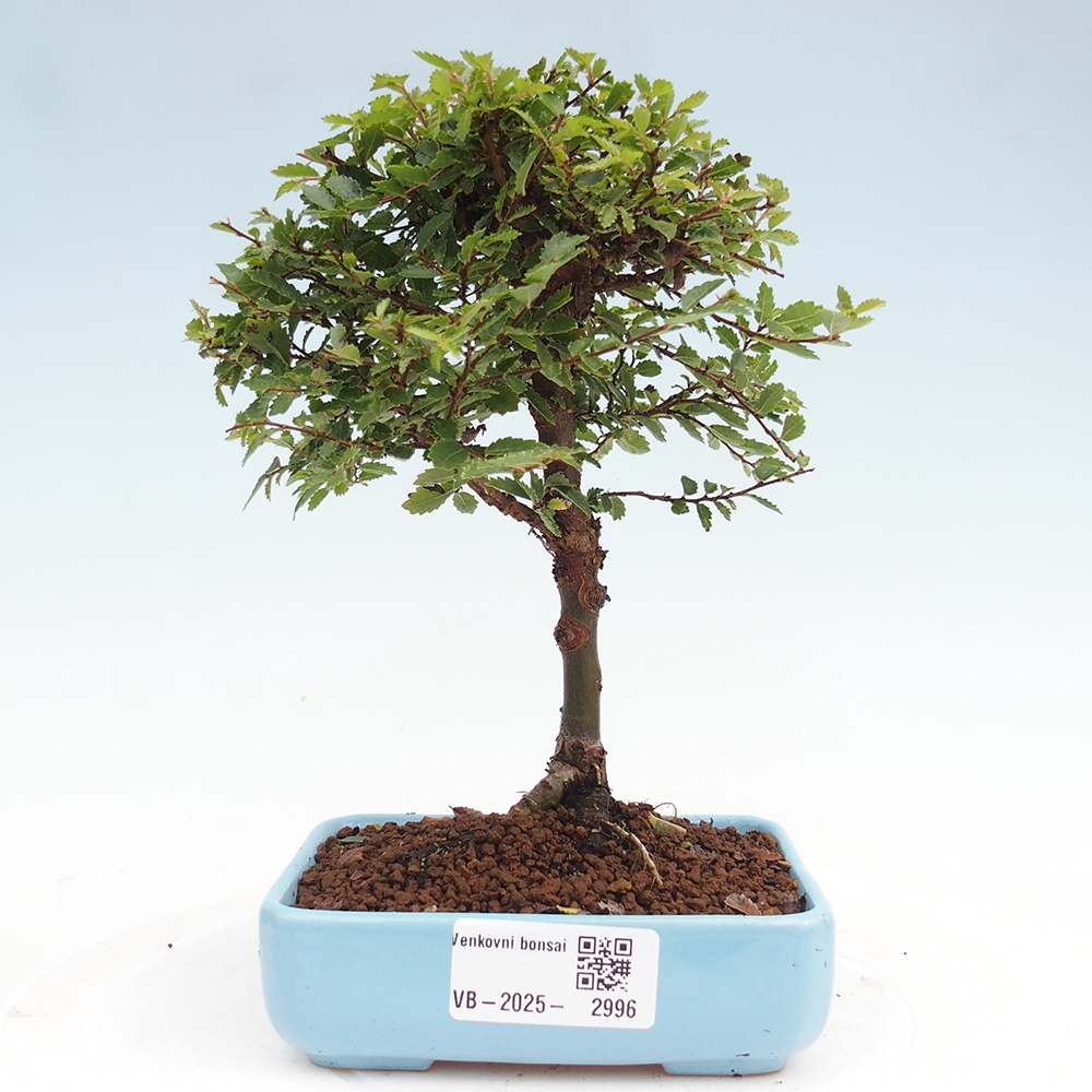 Vonkajší bonsai - Ulmus parvifolia Sagei - Malolistý brest