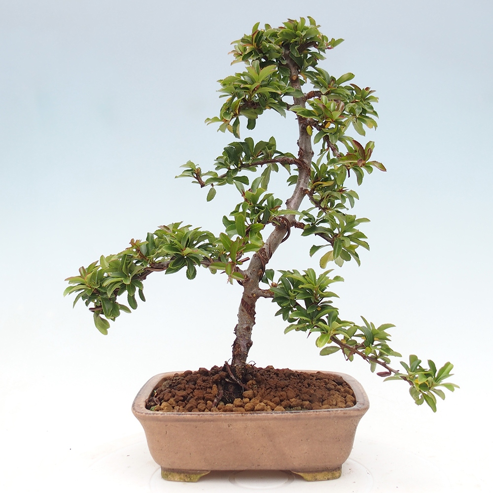 Vonkajšie bonsaje-Pyracantha Teton -Hlox