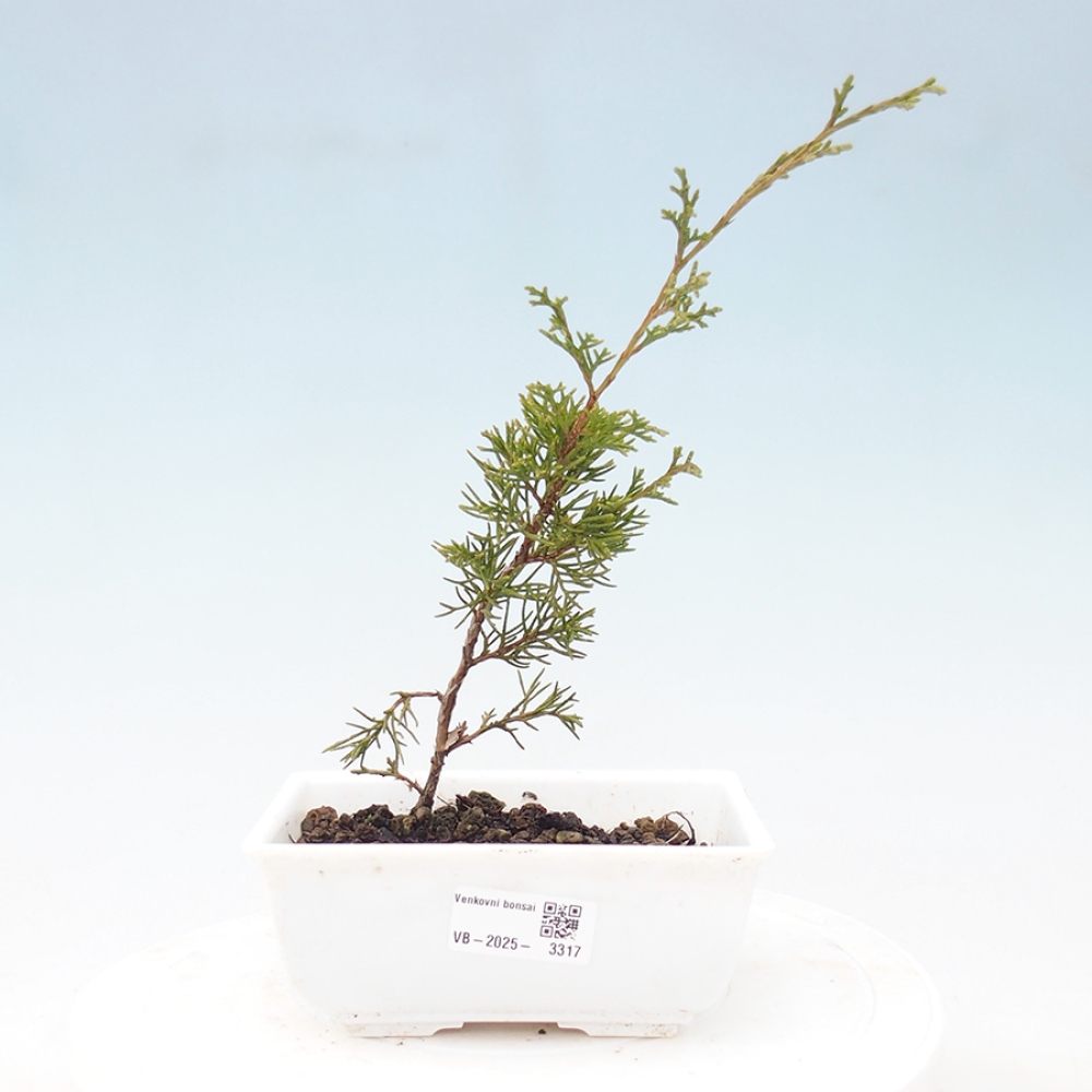 Vonkajší bonsai - Juniperus chinensis Itoigawa -Jalovec čínsky