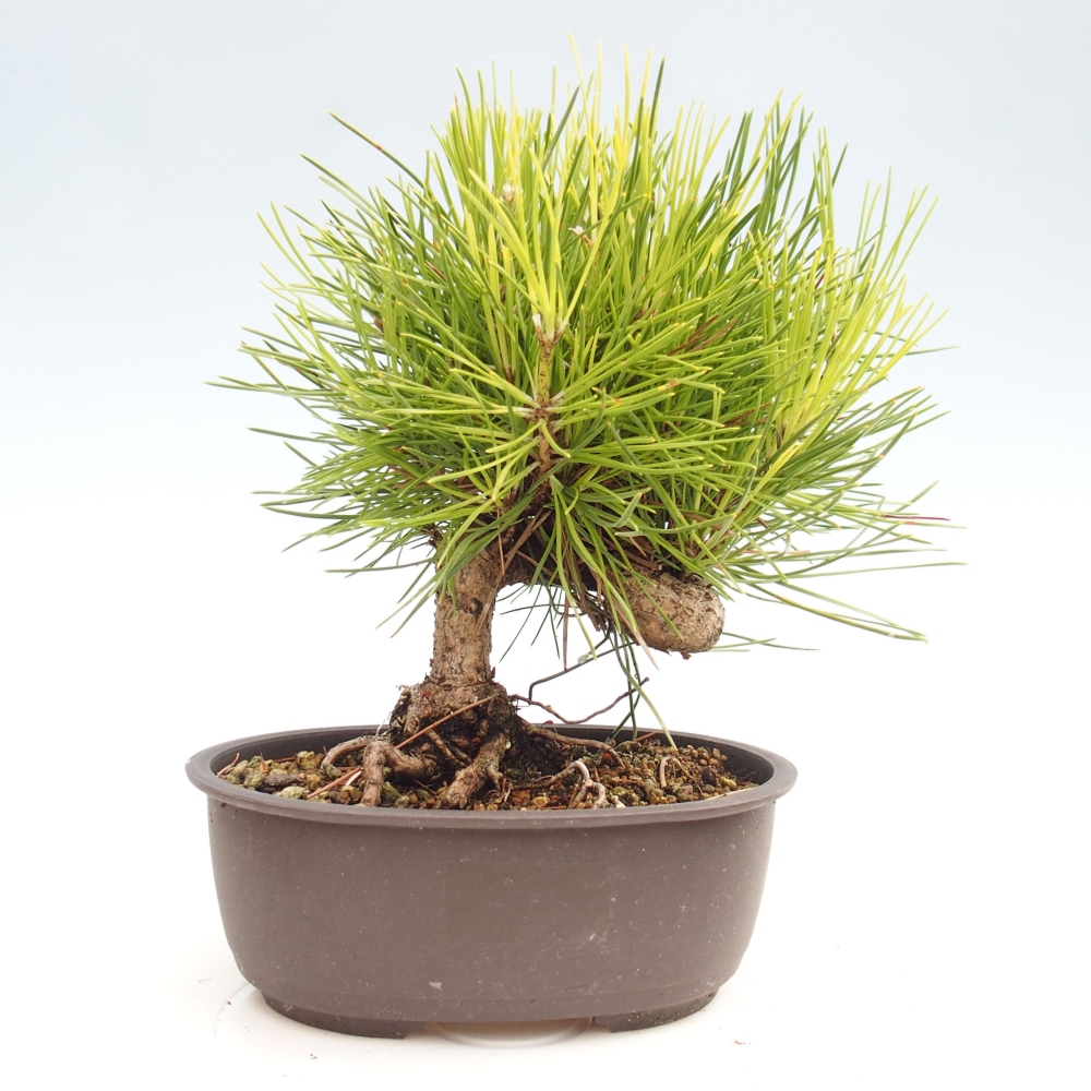 Vonkajší bonsai - Pinus thunbergii - Borovica thunbergova