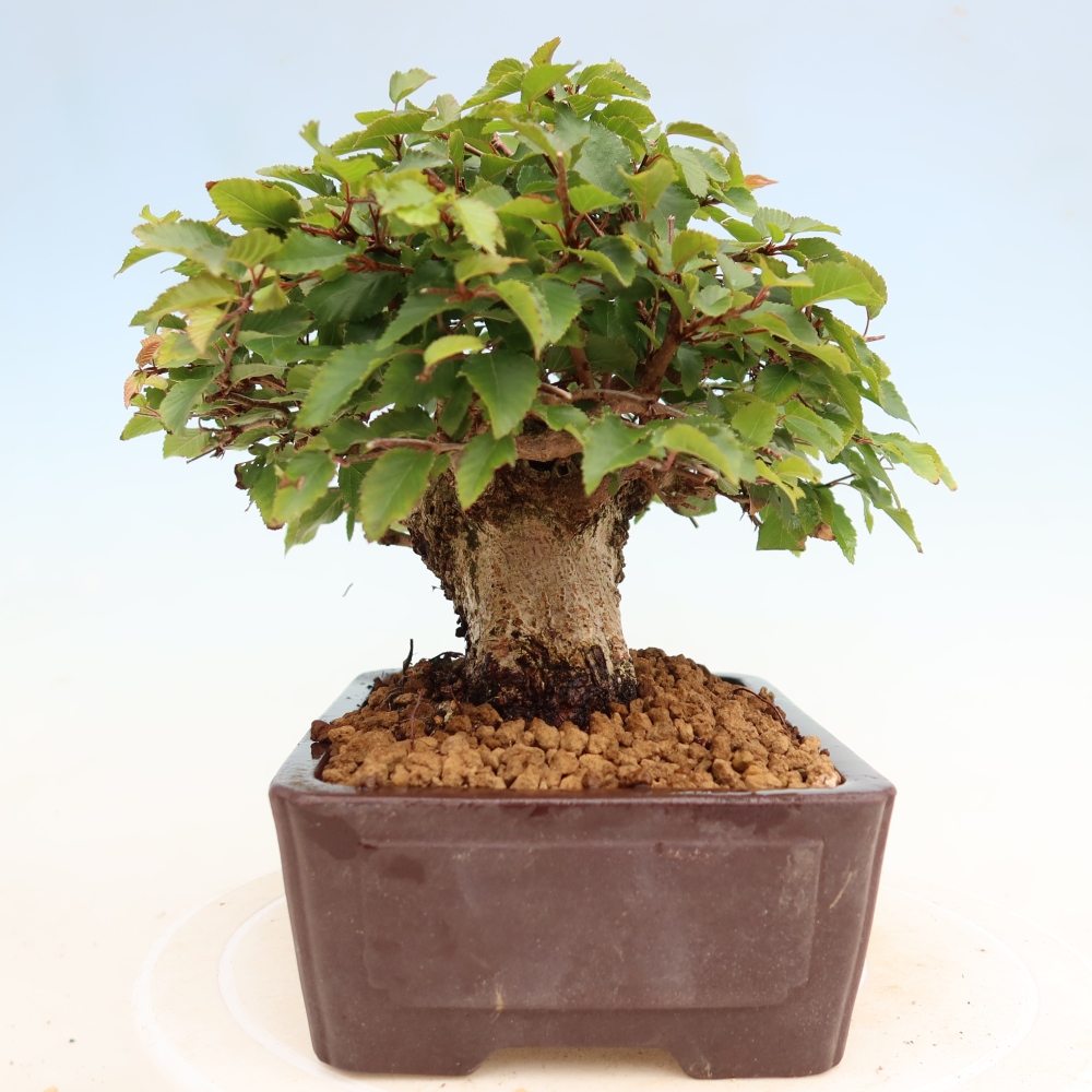 Vonkajší bonsaj -Carpinus coreana - Hrab kórejský