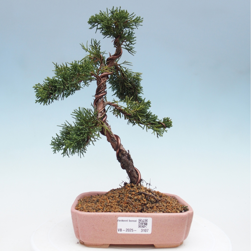 Vonkajší bonsai - Juniperus chinensis Kishu -Jalovec čínsky