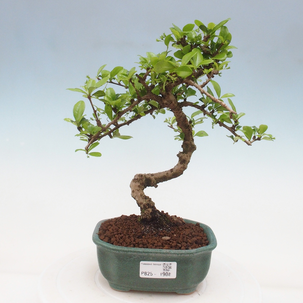 Izbová bonsai - Carmona macrophylla - Čaj fuki