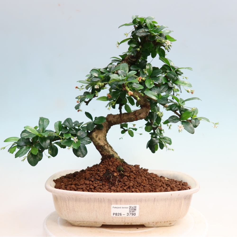 Izbové bonsaje - Carmona macrophylla - Tea fuki