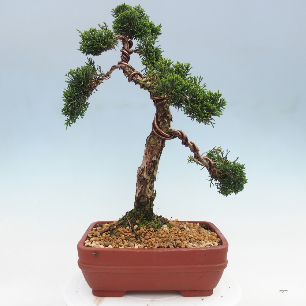 Vonkajší bonsaj - Juniperus chinensis Kishu