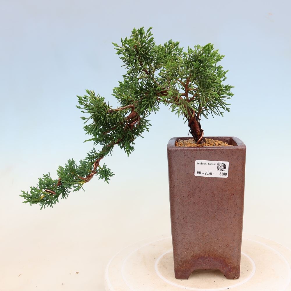 Vonkajší bonsaj - Juniperus chinensis Kishu