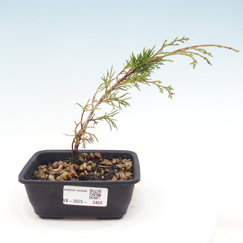 Vonkajší bonsaj - Juniperus chinensis Itoigawa