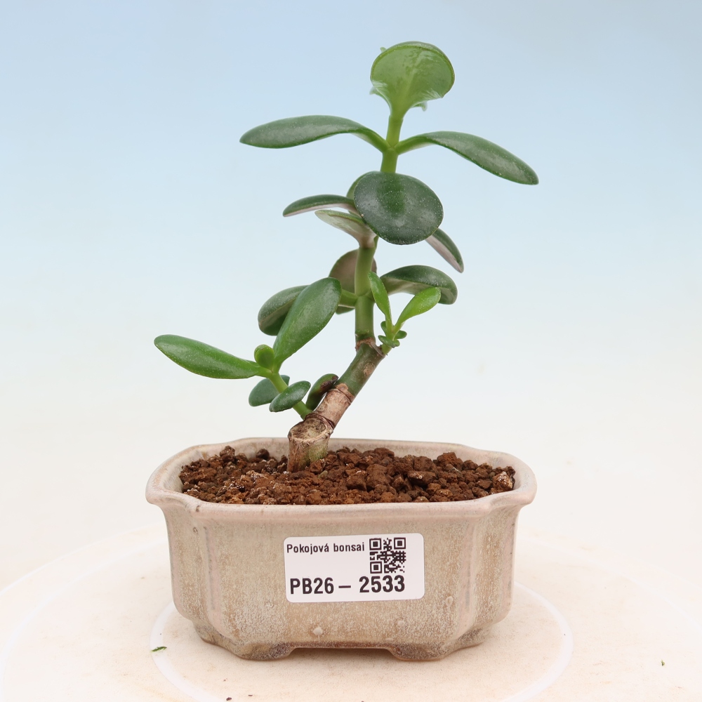 Izbové bonsaje - Portulakaria Afra - Tlustice