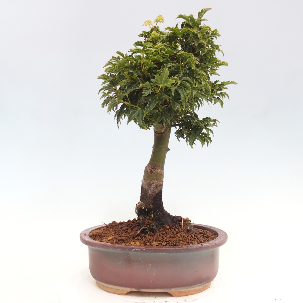 Vonkajší bonsai -Javor dlanitolistý Acer palmatum Shishigashira
