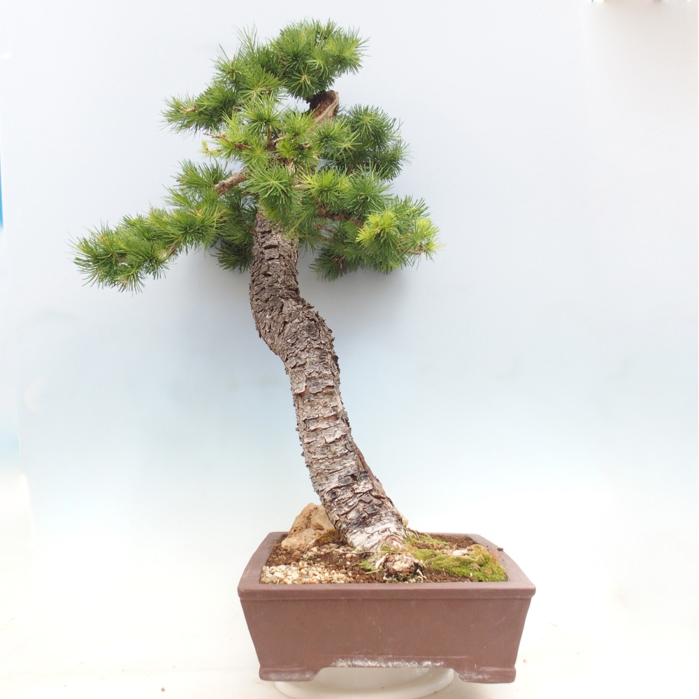 Vonkajšie bonsaje -Larix decidua - Smrekovec