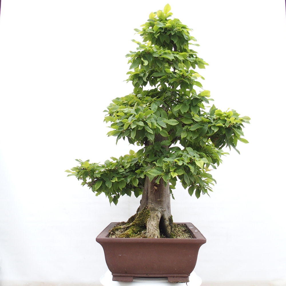 Vonkajší bonsai - Hrab obyčajný - Carpinus betulus