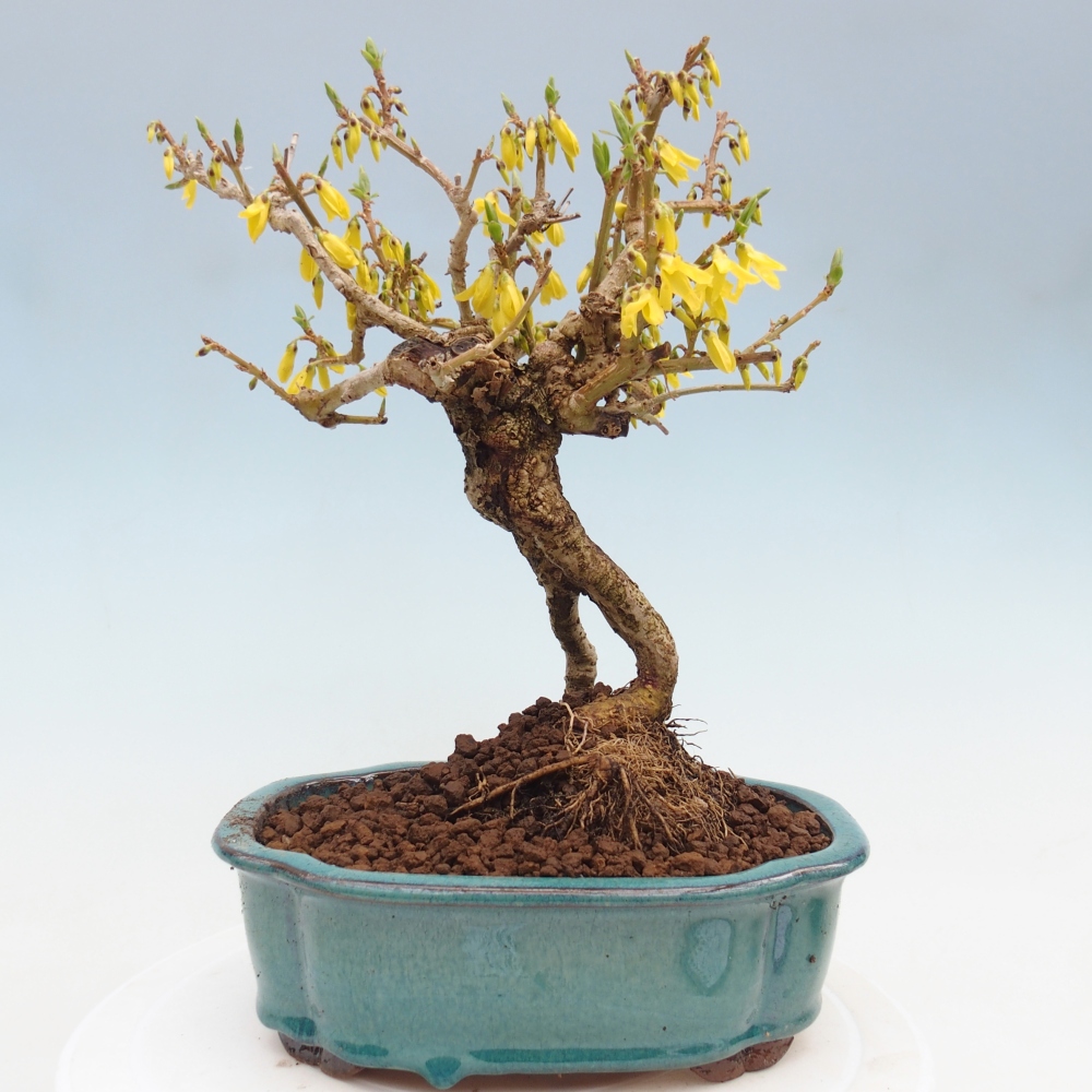 Vonkajšie bonsaje - Zlatice - Forsythia koreana