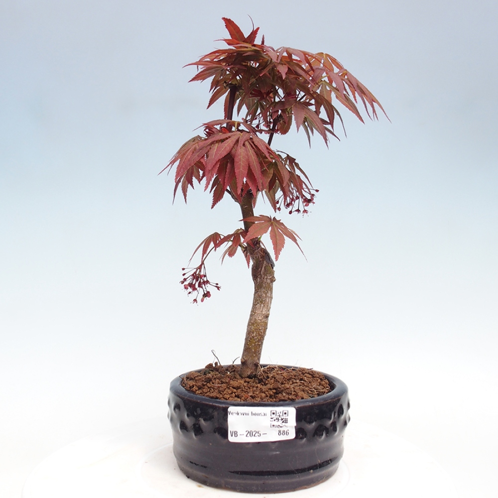 Vonkajší bonsai - Acer palm. Atropurpureum-Javor dlanitolistý