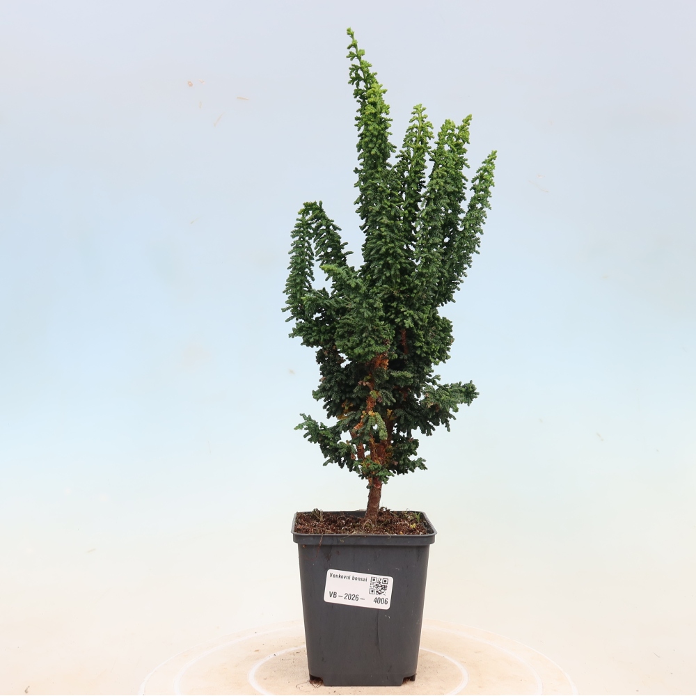 Vonkajší bonsaj - Cham. obtusa SEKKA HINOKI - Cypruštek
