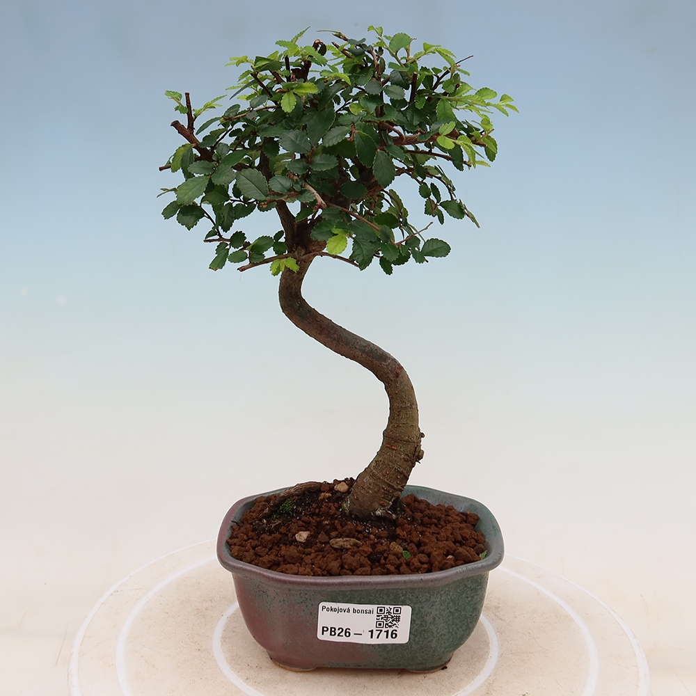 Izbový bonsaj - Ulmus parvifolia - brest malolistý