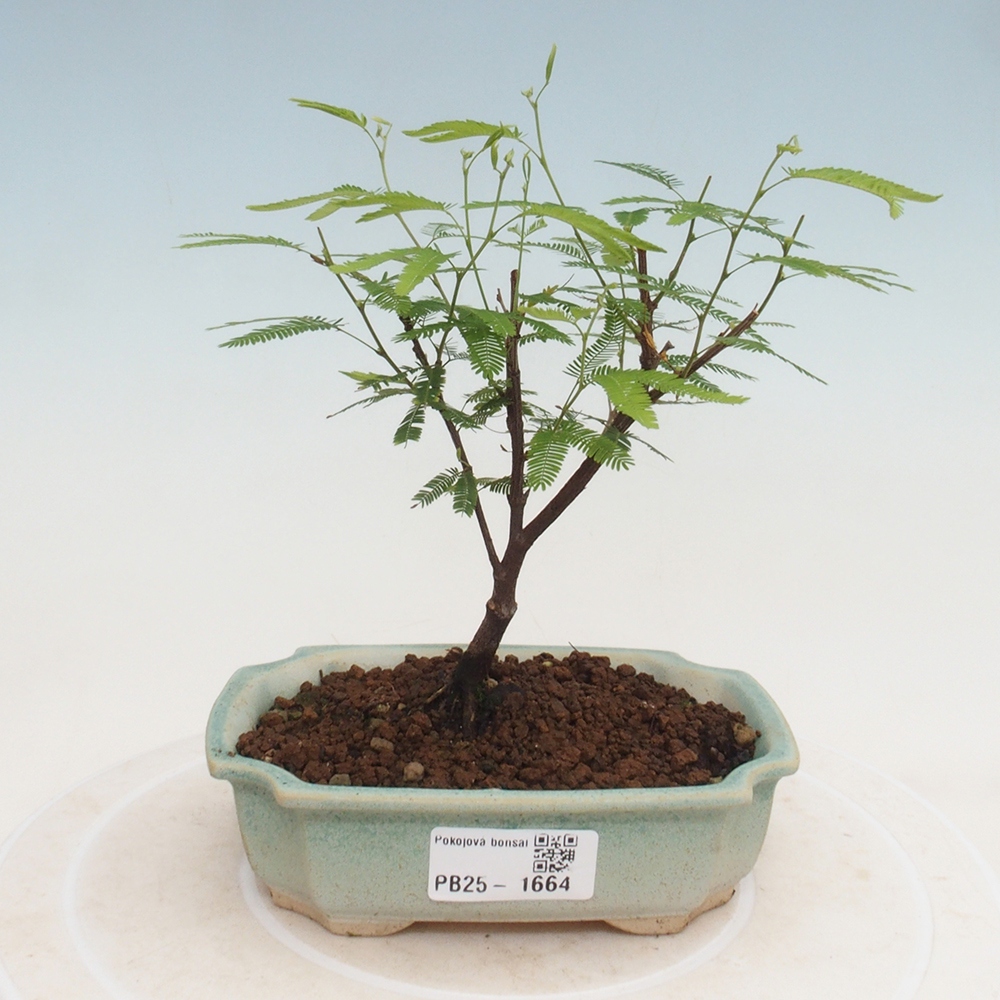 Izbová bonsai-Calliandra surinamensis Dixie Pink-Kaliandra Suriámska