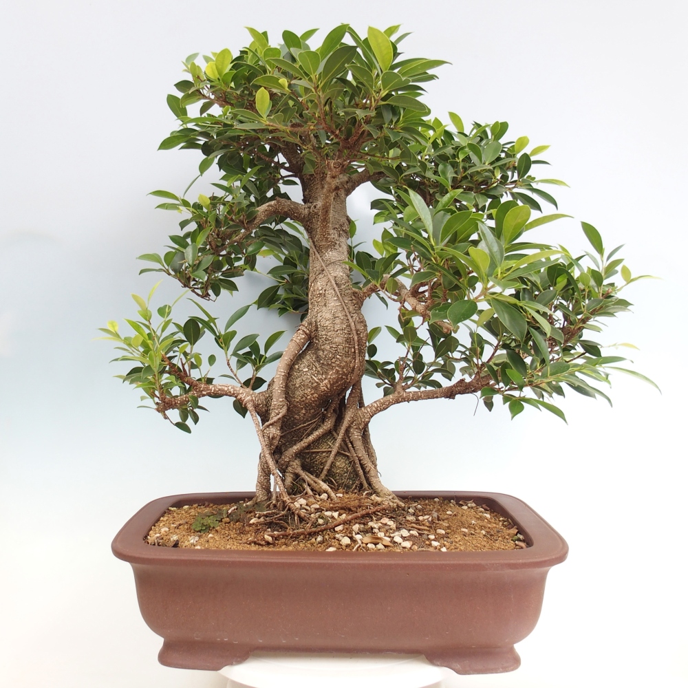 Izbový bonsaj - Ficus kimmen - drobnolistý fikus - len osobný odber alebo preprava na paletách