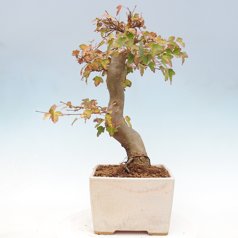 Vonkajšie bonsai - Javor Buergerianum - Javor Burgerův