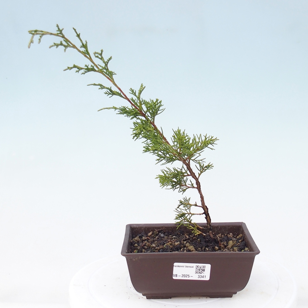 Vonkajší bonsai - Juniperus chinensis Itoigawa -Jalovec čínsky