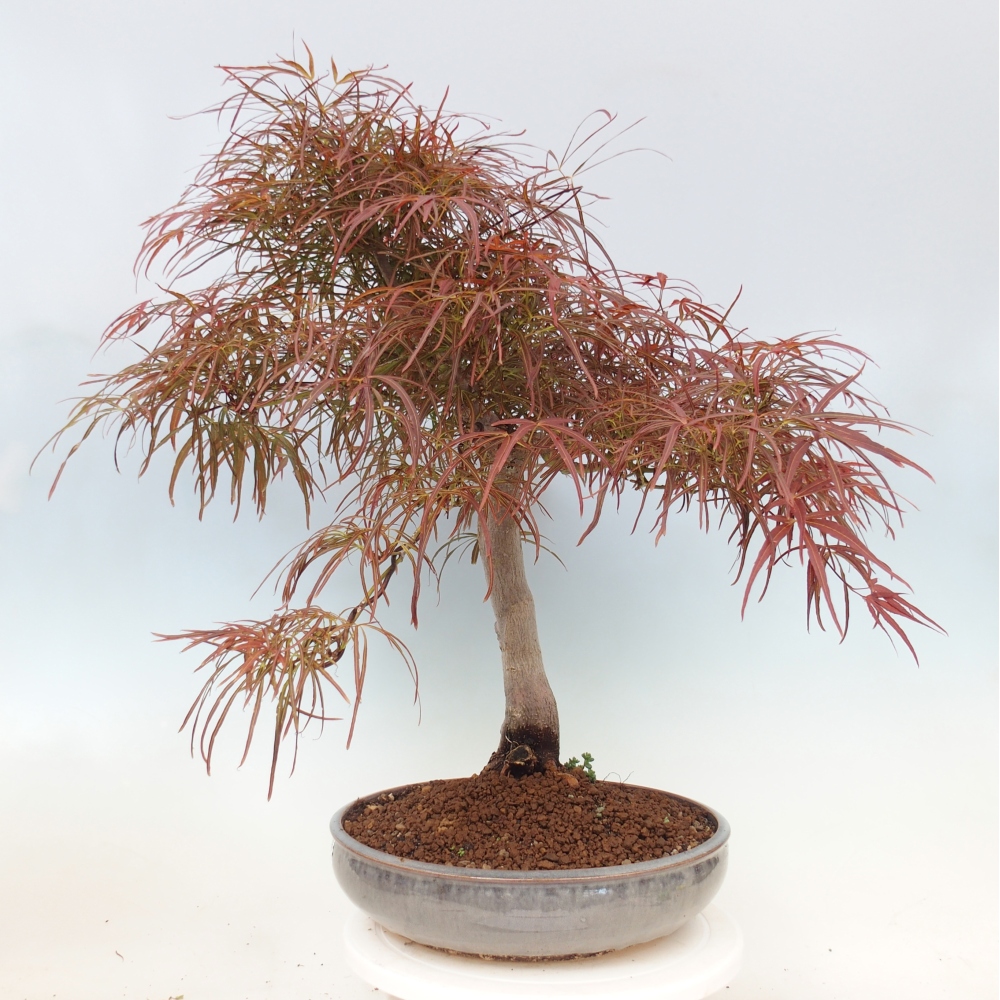 Vonkajší bonsaj - Acer palmatum RED PYGMY