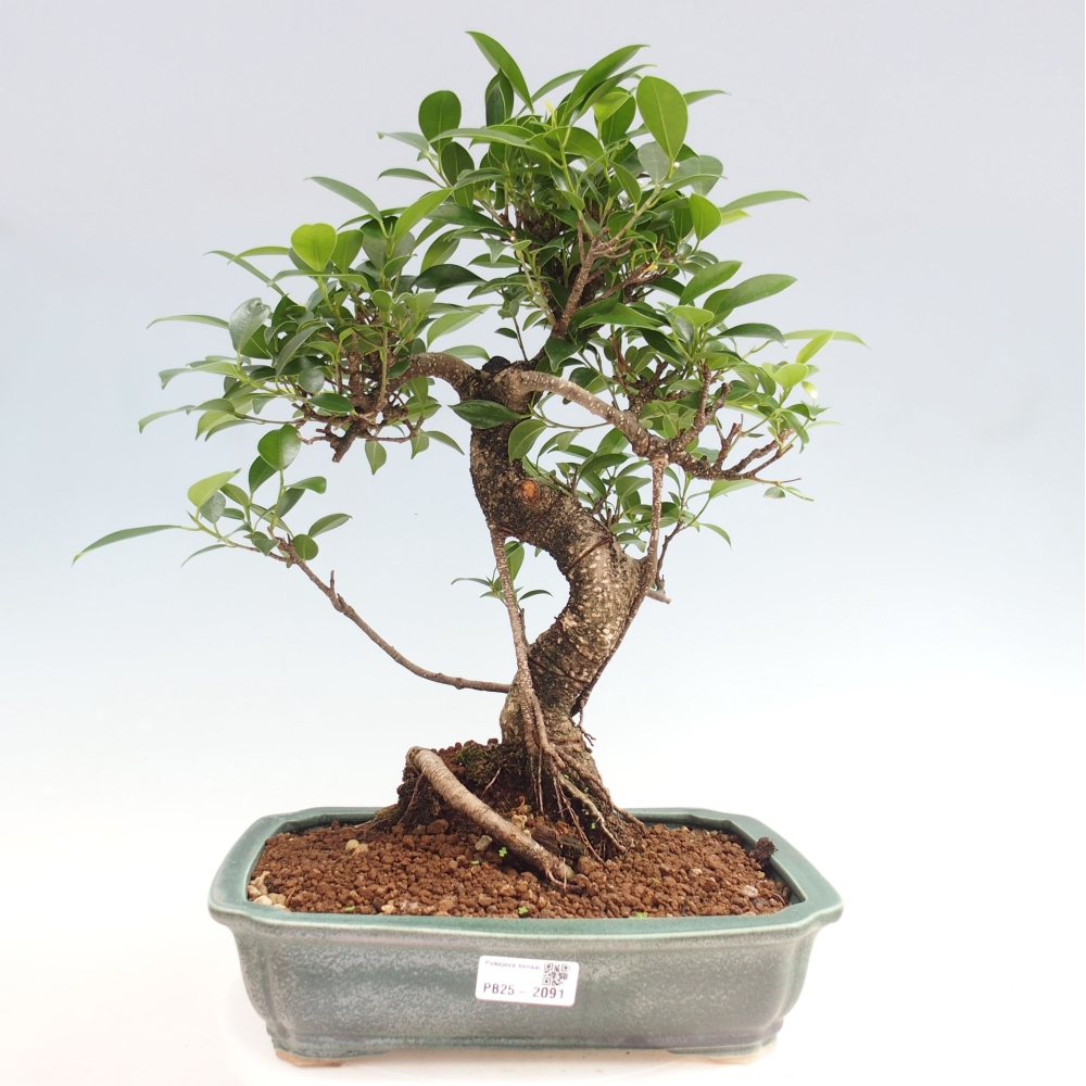 Izbová bonsai - Ficus kimmen - malolistý fikus