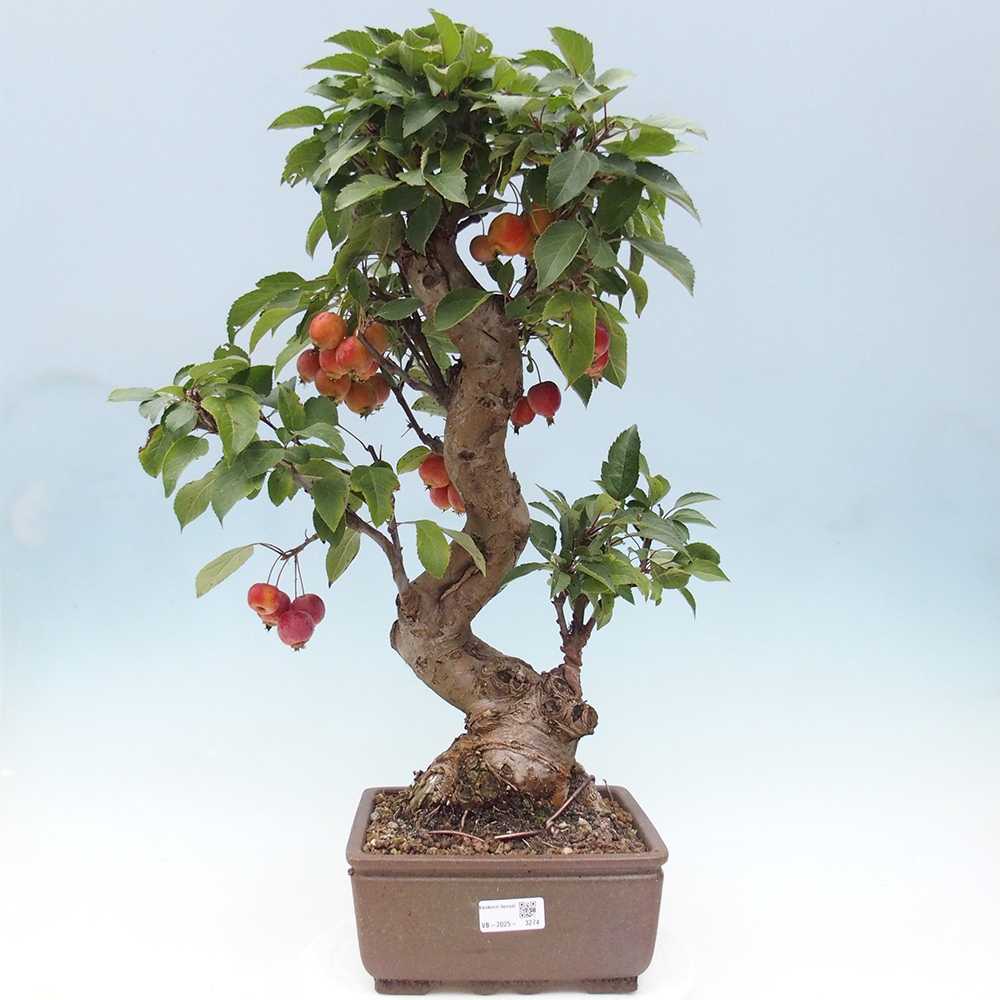 Vonkajší bonsai -Malus halliana - Maloplodá jabloň