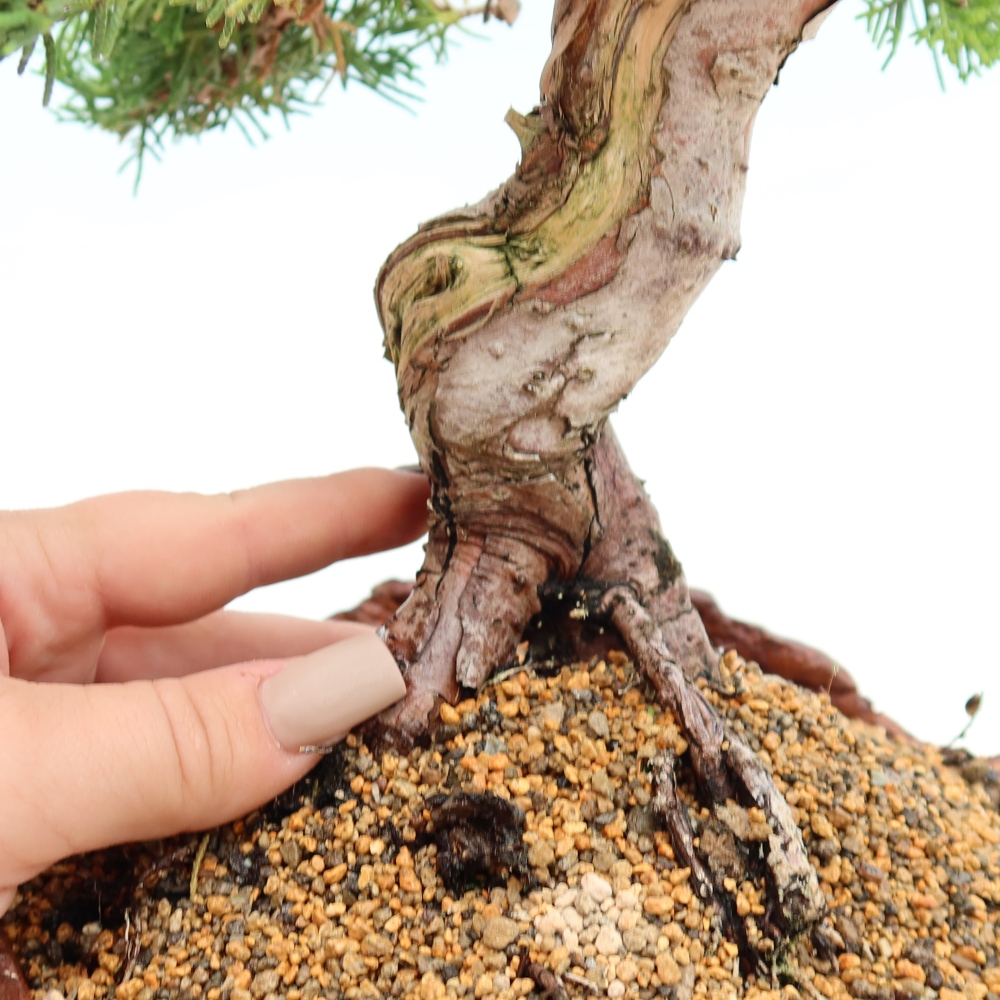 Vonkajší bonsai – Juniperus chinensis Itoigawa – čínsky jalovec