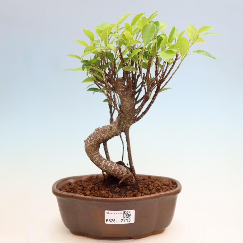 Izbové bonsaje - Ficus kimmen - drobnolistý fikus