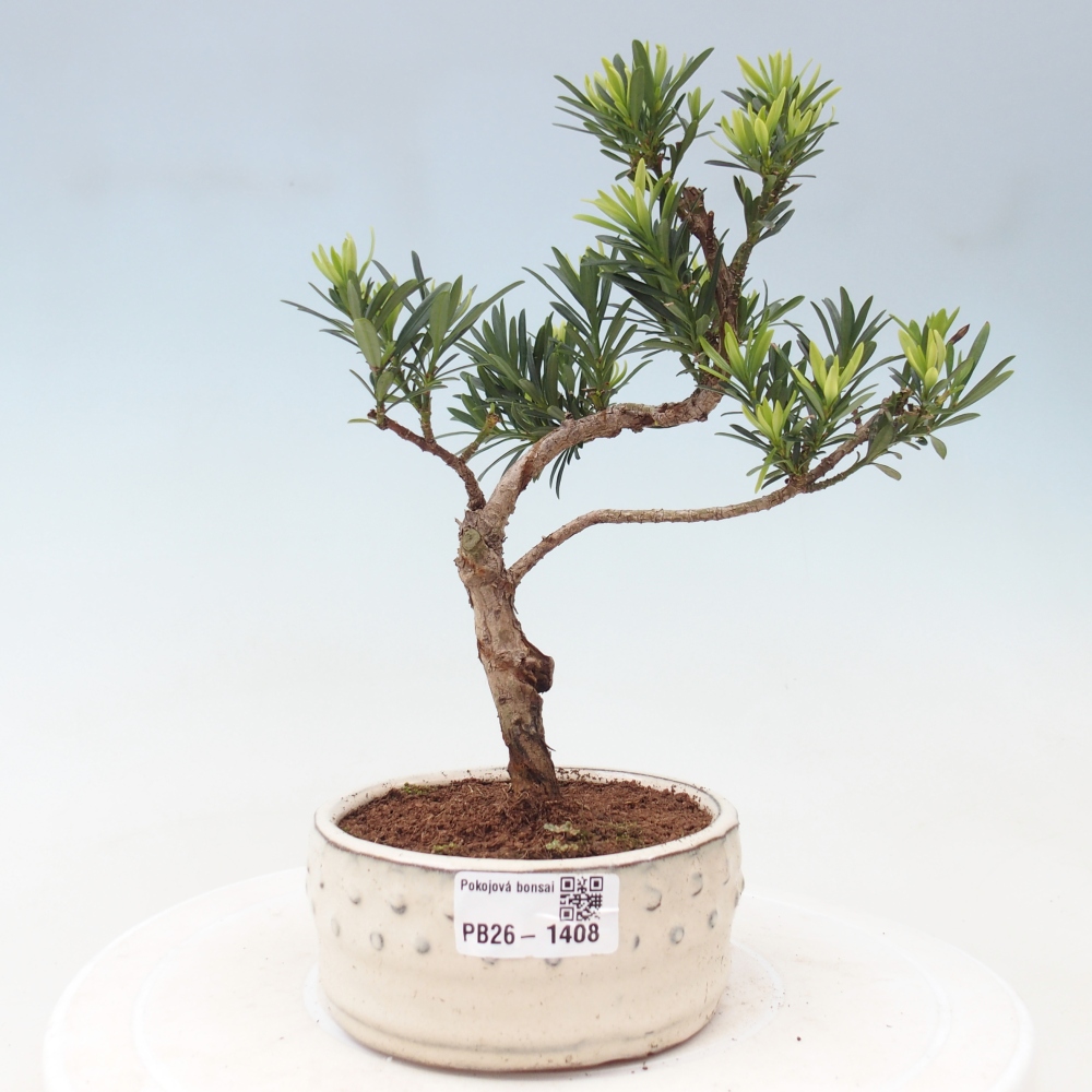 Izbové bonsaje - Podocarpus - Kamenný tis