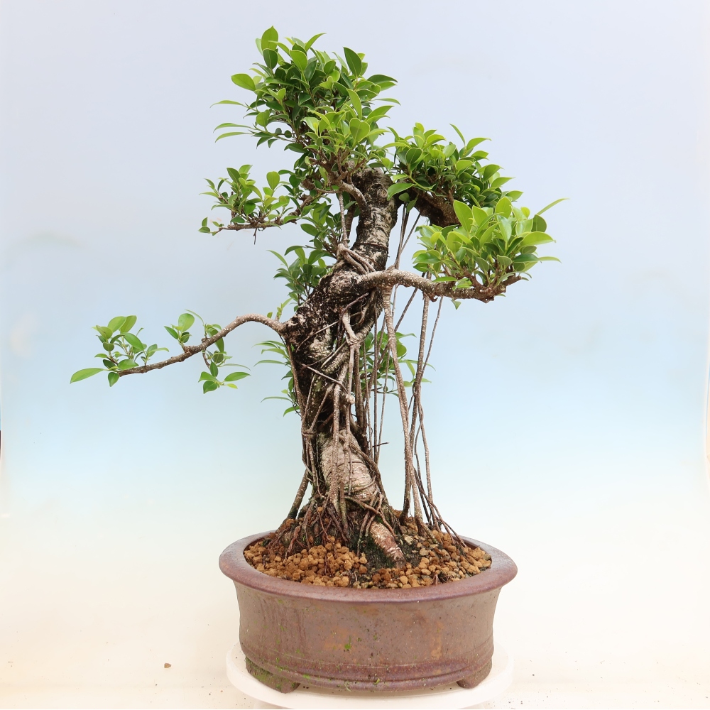 Izbové bonsaje - Ficus kimmen - drobnolistý fikus