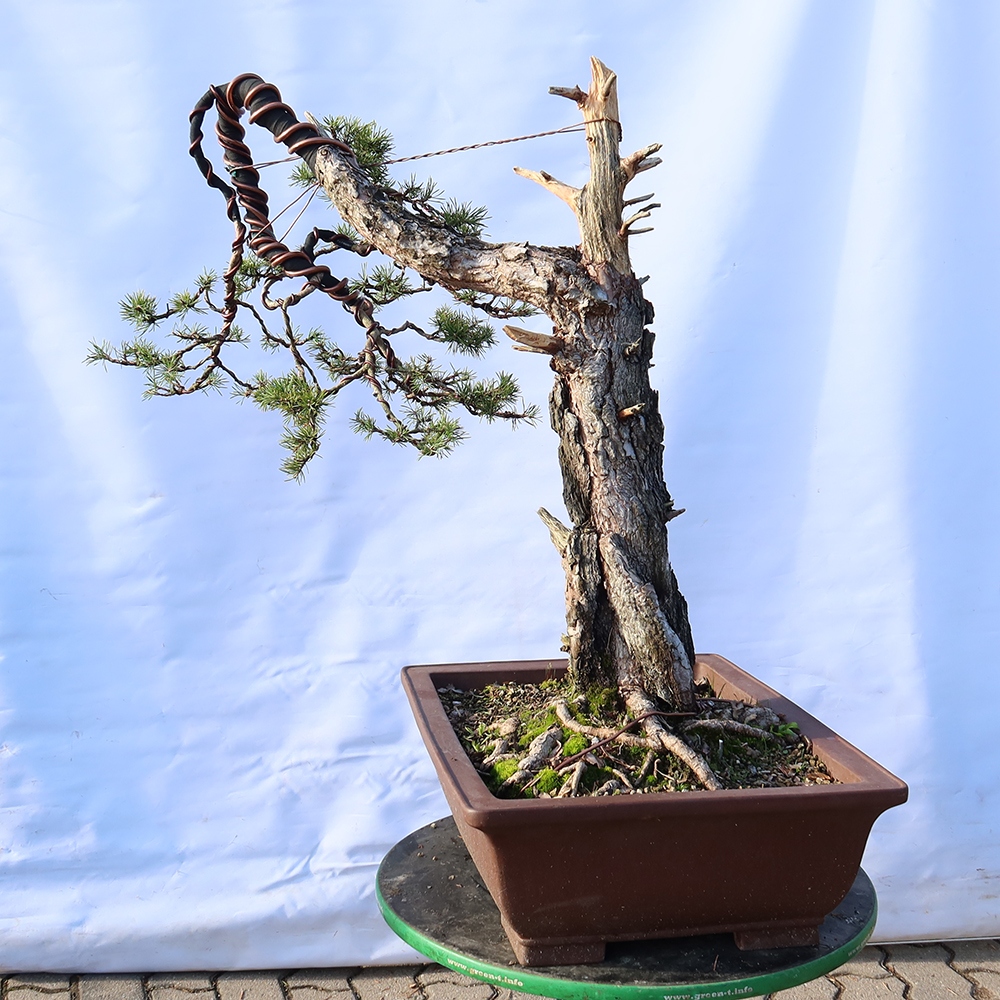Pinus sylvestris Španielsko – borovica lesná