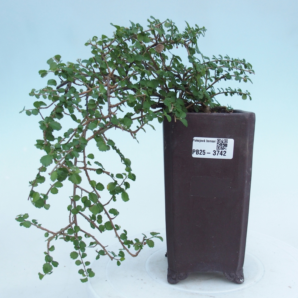 Izbový bonsaj - Grewia sp. - Grewia malafolia