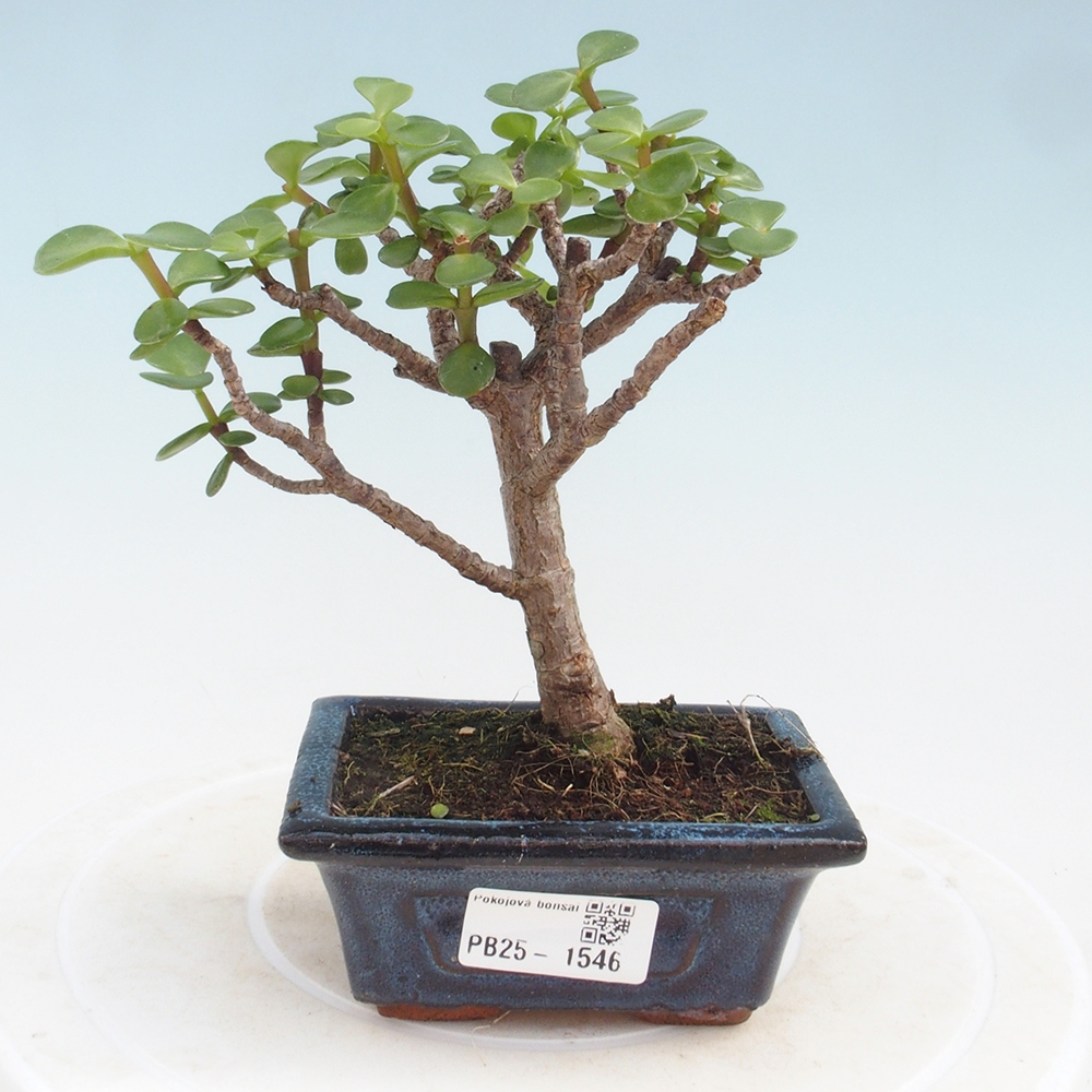 Izbová bonsai - Portulakaria Afra - Tlustice