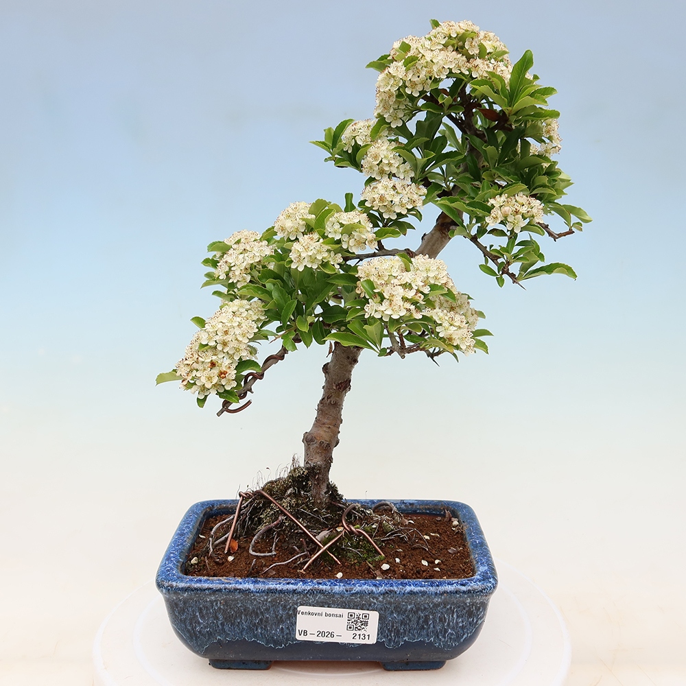 Vonkajší bonsai – Pyracantha teton – hlohovec šarlátový