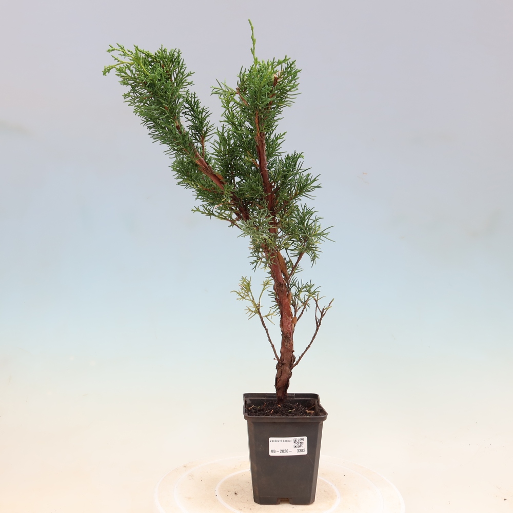 Vonkajší bonsaj - Juniperus chinensis Kishu