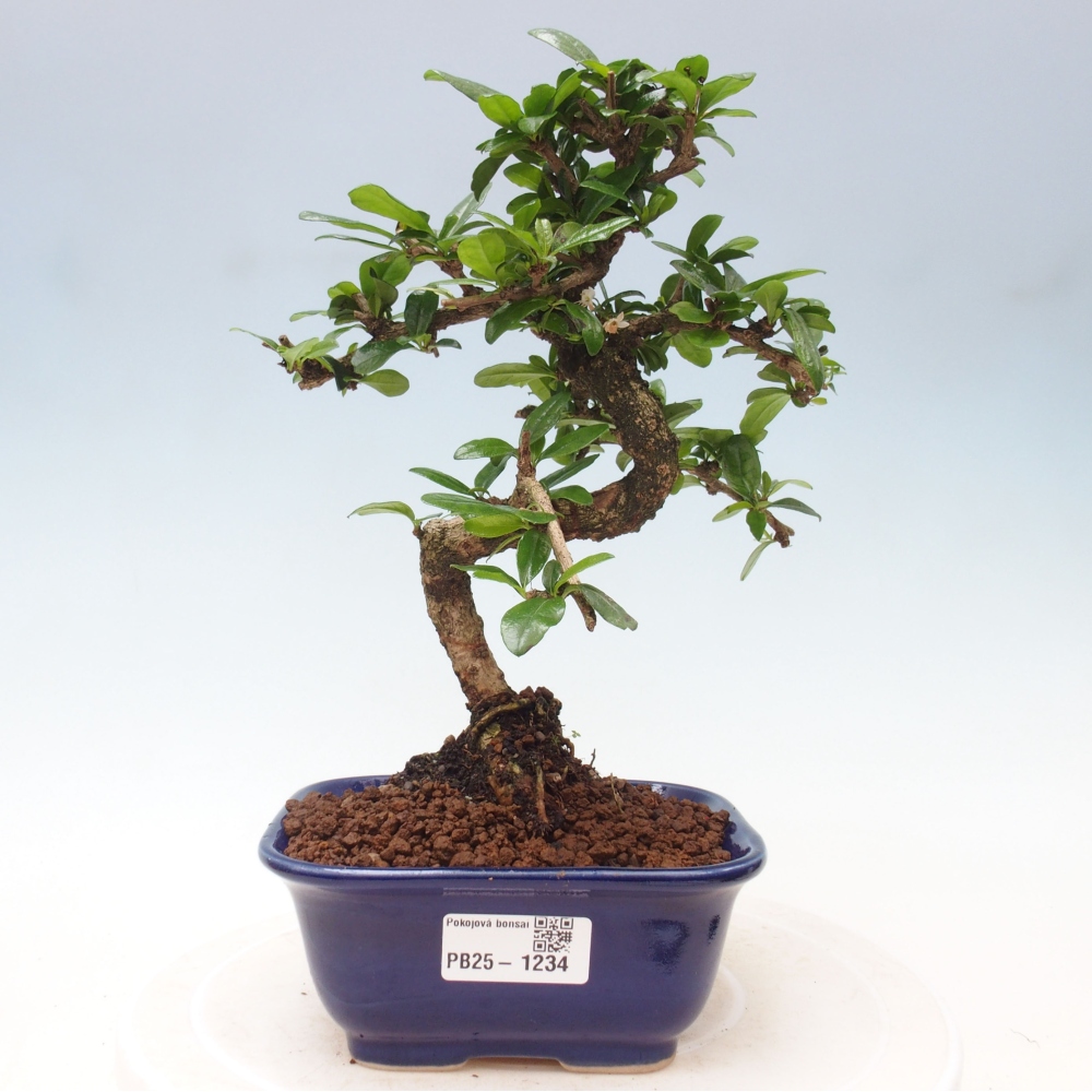 Izbová bonsai - Carmona macrophylla - Čaj fuki