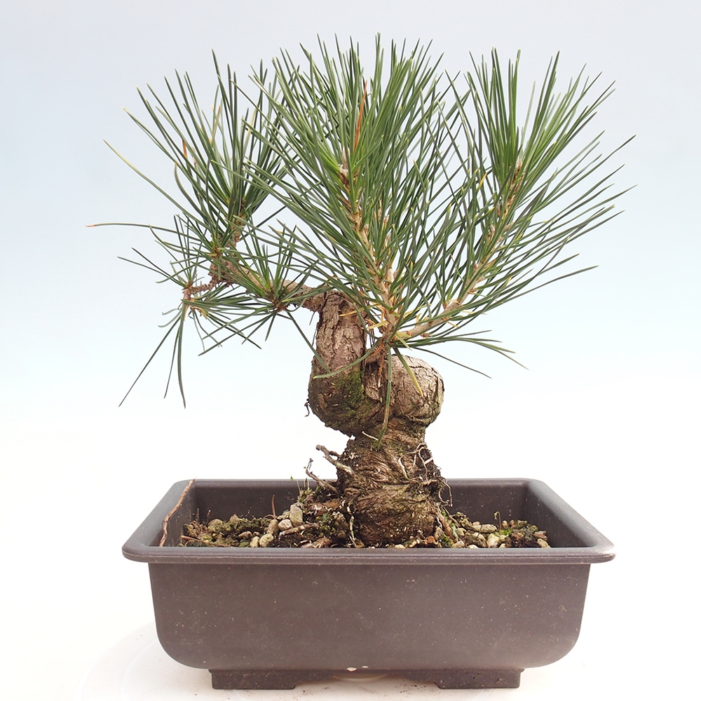 Vonkajšie bonsaje - Pinus thunbergii - borovica Thunbergova