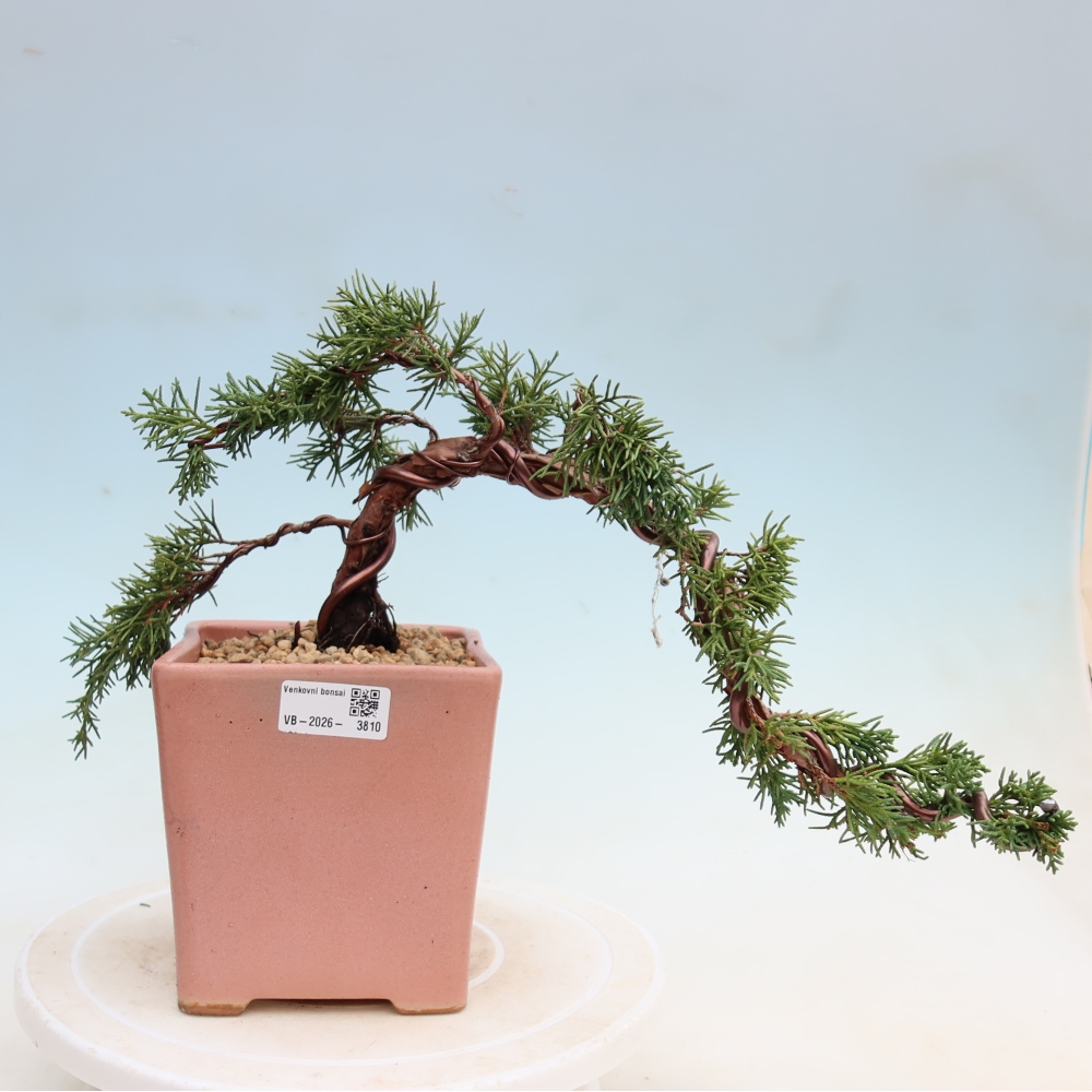 Vonkajší bonsaj - Juniperus chinensis Kishu