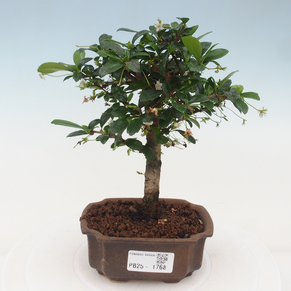 Izbová bonsai - Carmona macrophylla - Čaj fuki