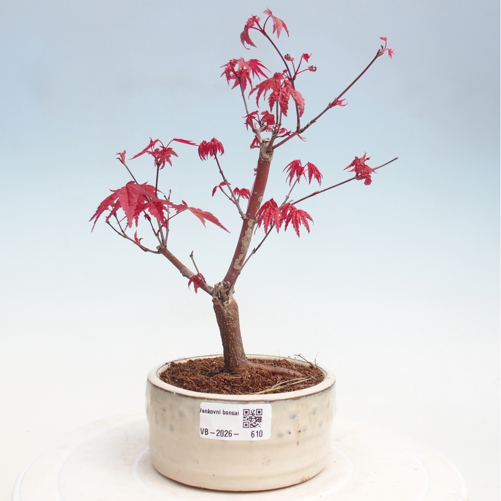 Vonkajší bonsaj - Acer palmatum DESHOJO