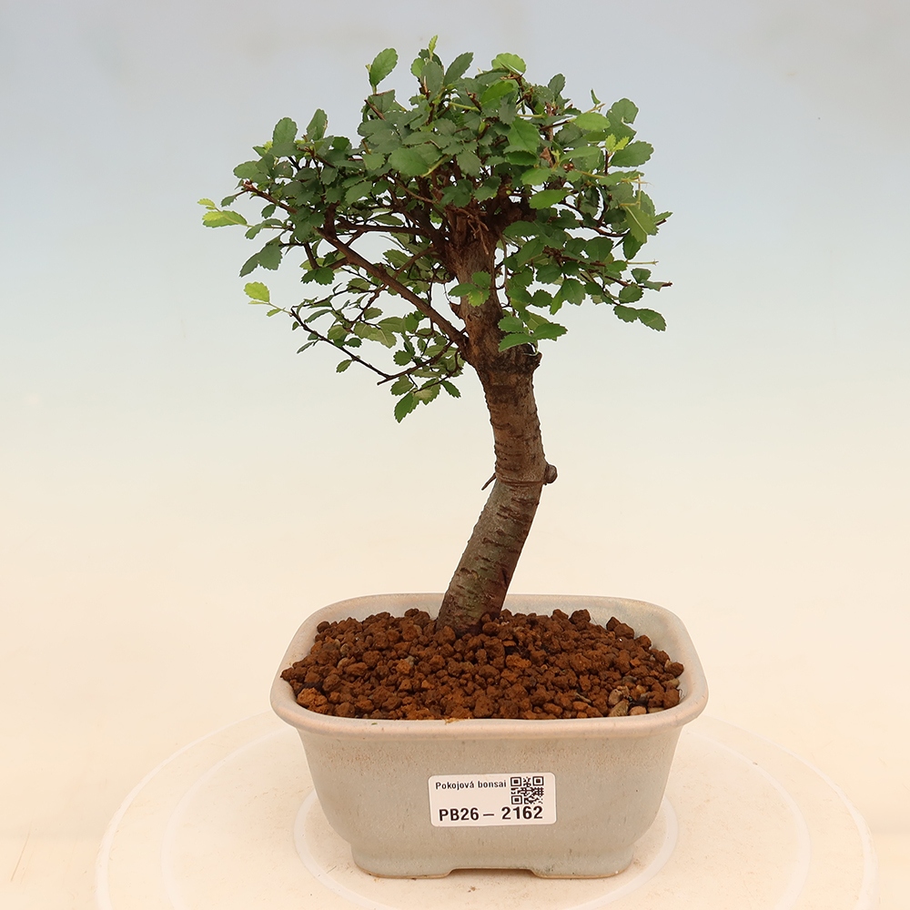 Izbový bonsaj - Ulmus parvifolia - brest malolistý