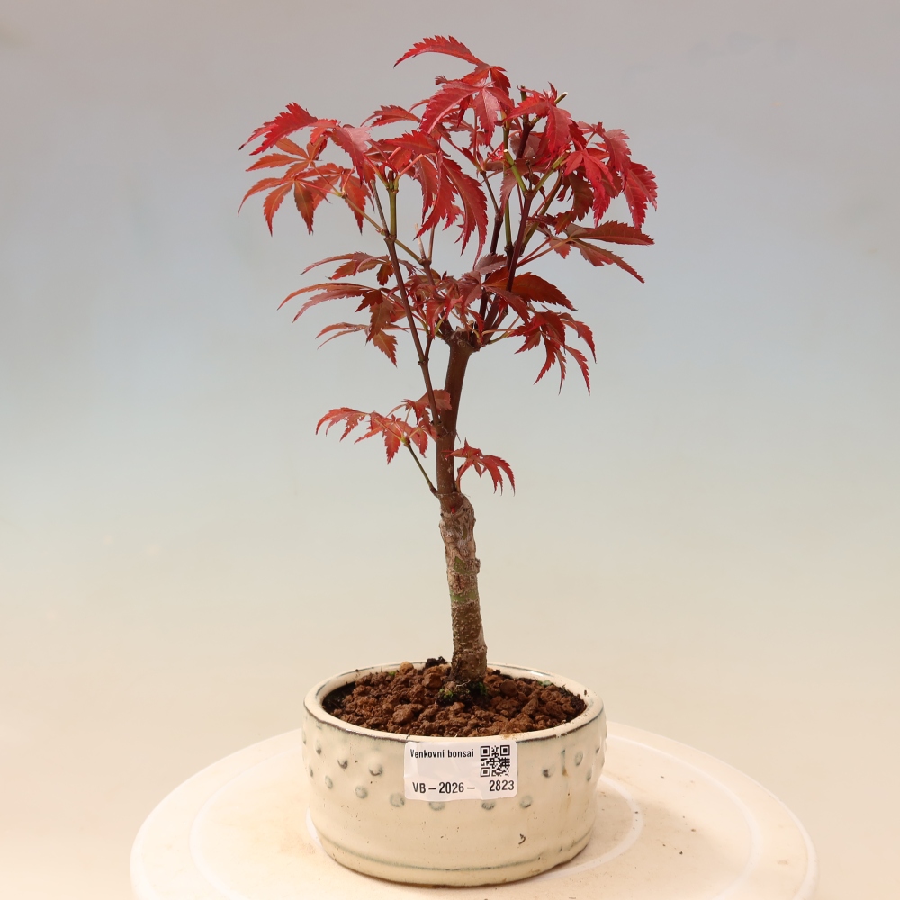 Vonkajšia bonsaj - palma Acer. Atropurpureum-Javor palmový