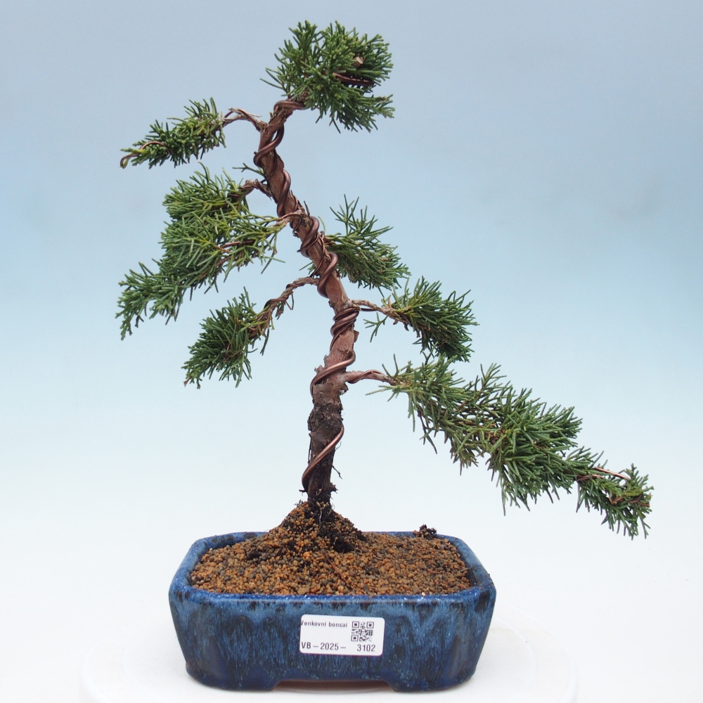Vonkajší bonsai - Juniperus chinensis Kishu -Jalovec čínsky