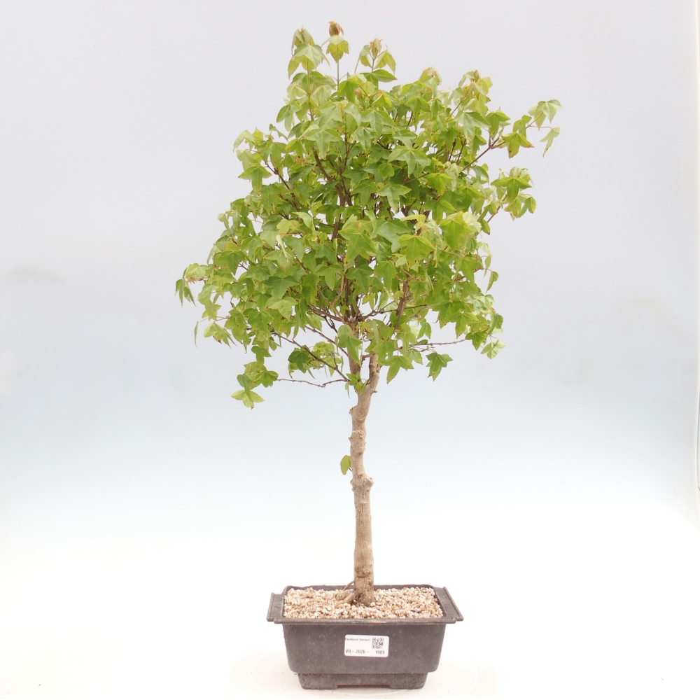 Vonkajšia bonsaj - Acer Buergerianum - Hamburgerový javor